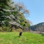 ドッグランの桜