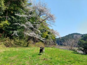 ドッグランの桜